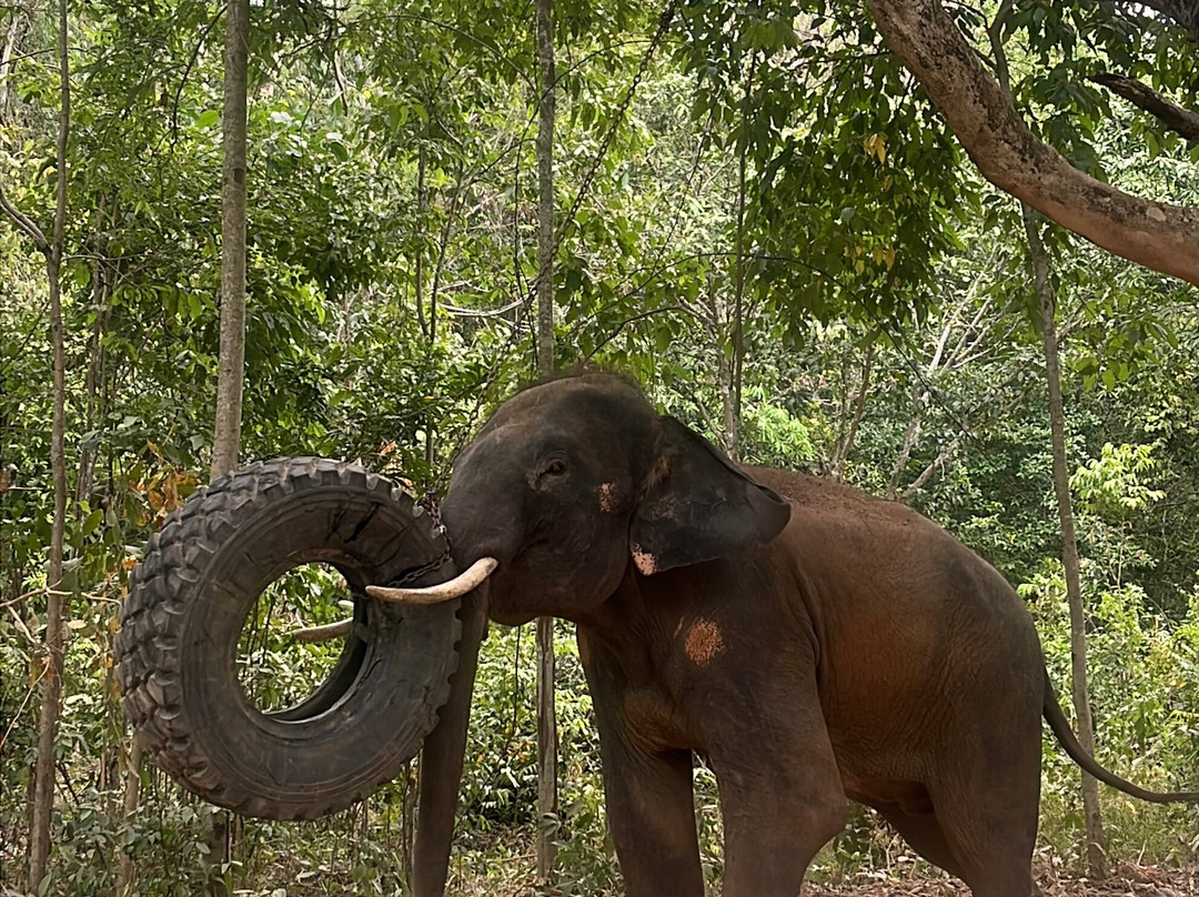 Pattaya Elephant Sanctuary-Bang Sare必去景点