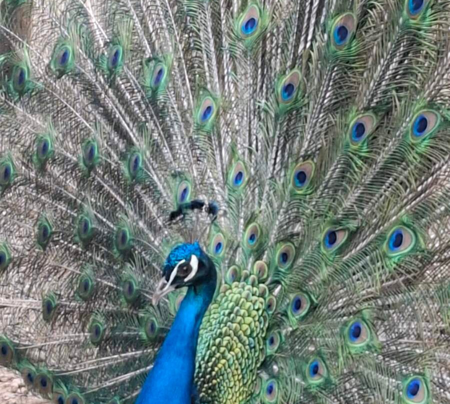 Area Synest Nature Suites主图