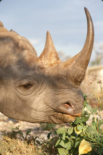 Skyward Safari Adventures-内罗毕必去景点