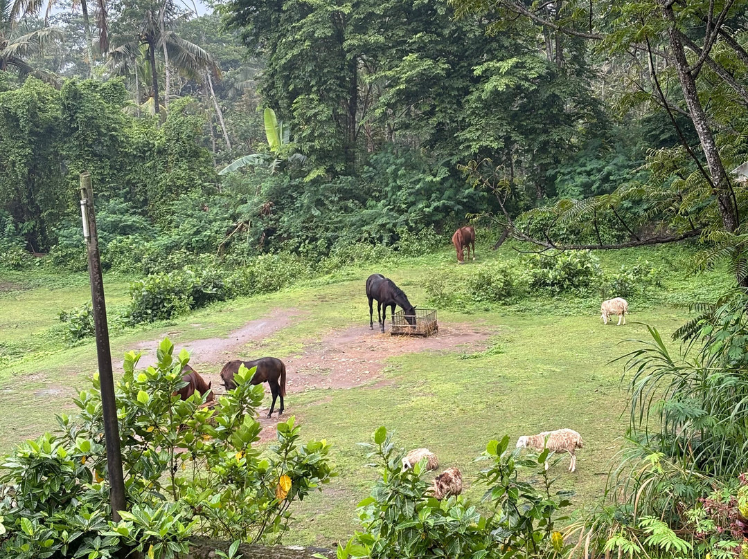 Havana Horses-沙拉迪加必去景点