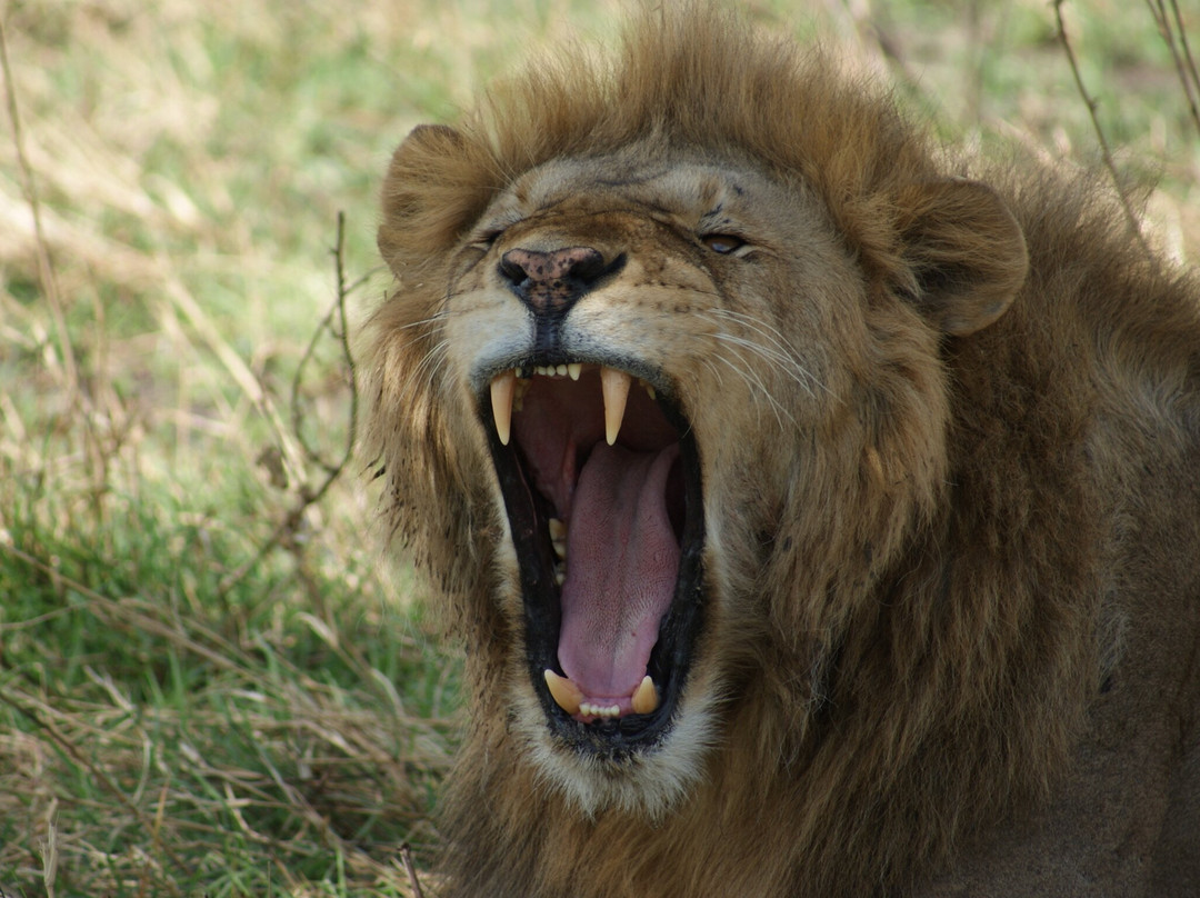 Safari Curators - Artisans Of African Travel-圣法兰西斯港必去景点