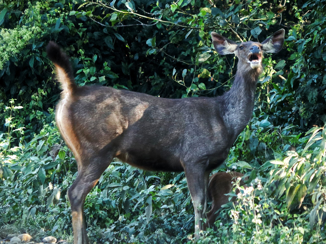 The Chitwan Tiger Guide Service And Mini Library-苏拉哈必去景点