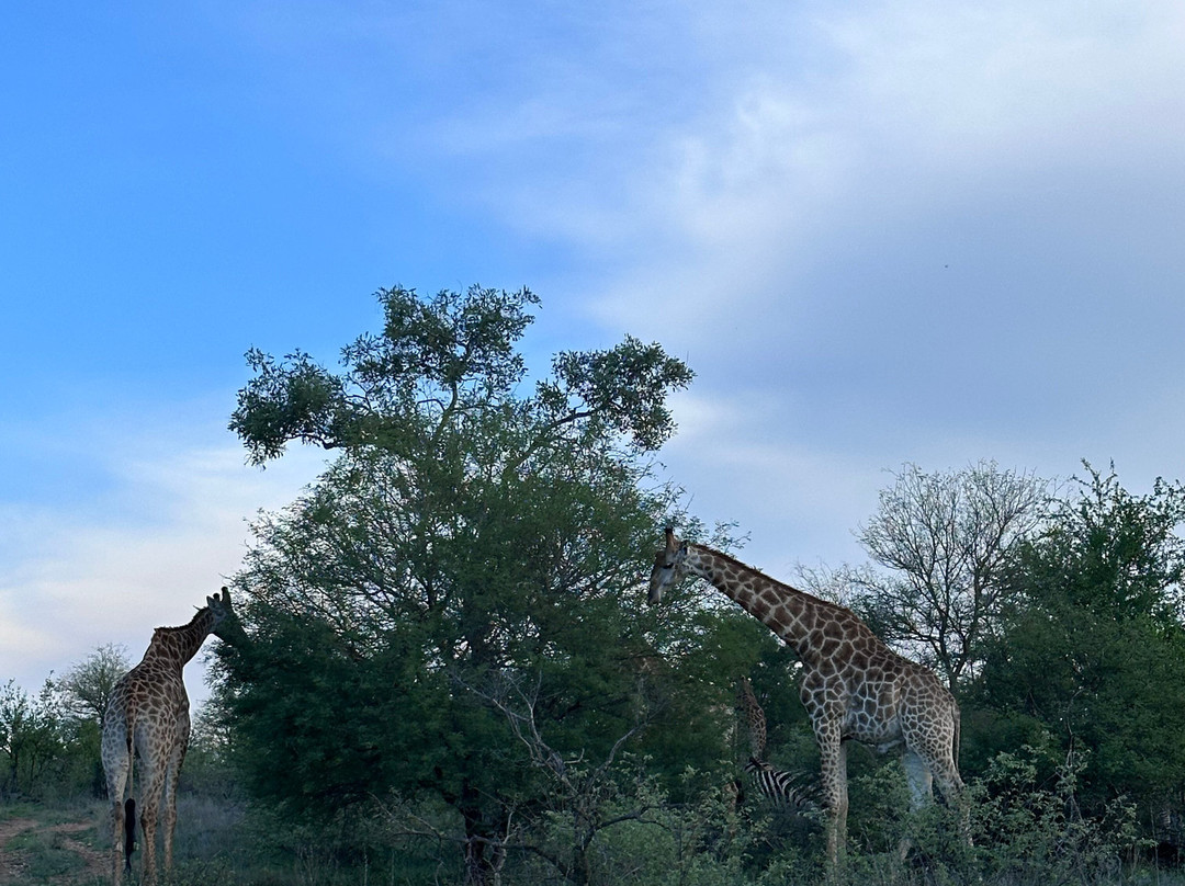 African Safari Group-开普敦必去景点