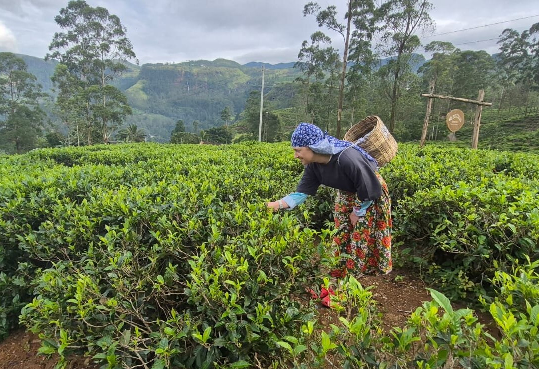 Ceylon Private Taxi-加勒必去景点