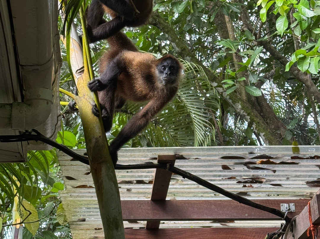 Aracari Garden Hostel主图