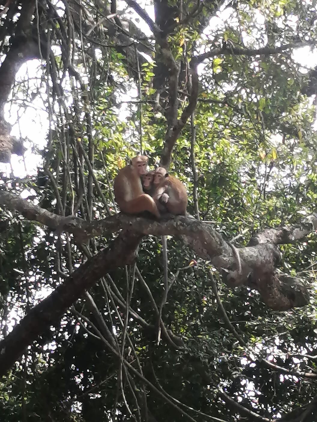 Green Shadows Beach Hotel-官方