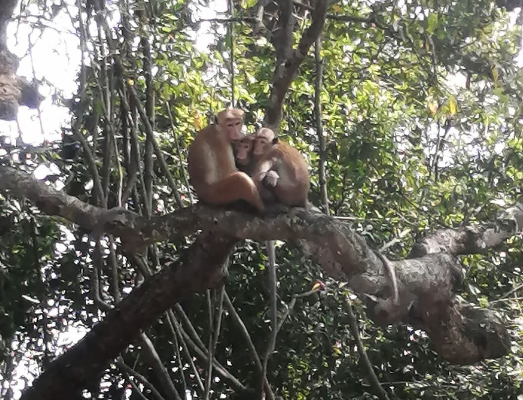 Green Shadows Beach Hotel主图