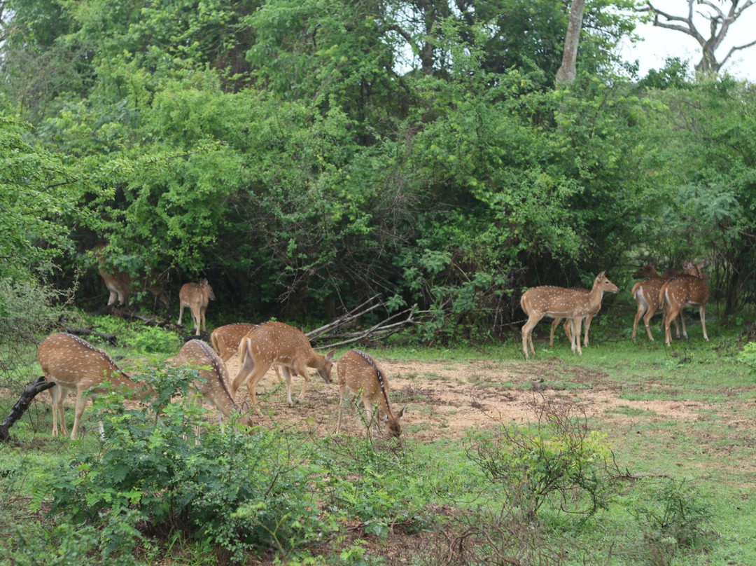 Indunil tours Sri Lanka-Deniyaya必去景点