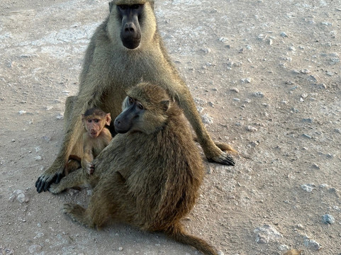 Holaa Safari Kenya-蒙巴萨必去景点