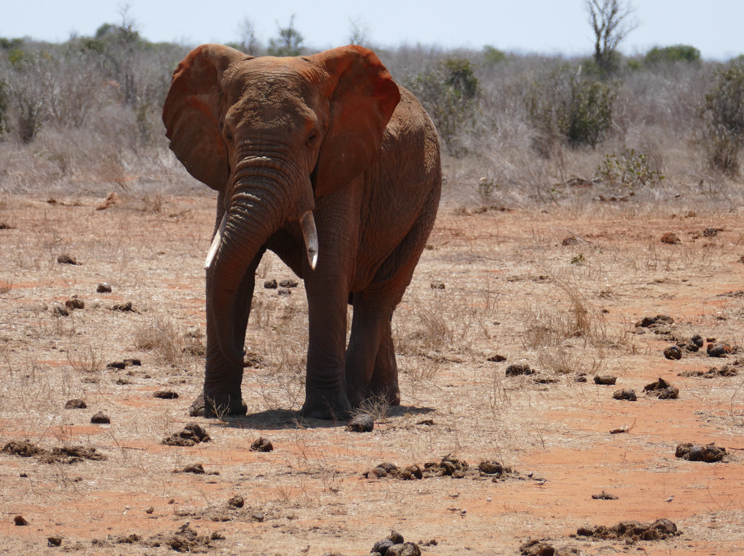 Dida Tours and Safaris-山祖必去景点