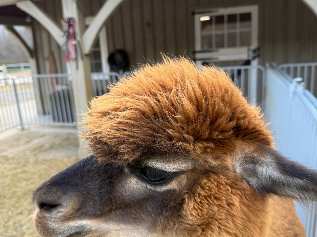 Winchester Creek Farm-韦恩斯维尔必去景点