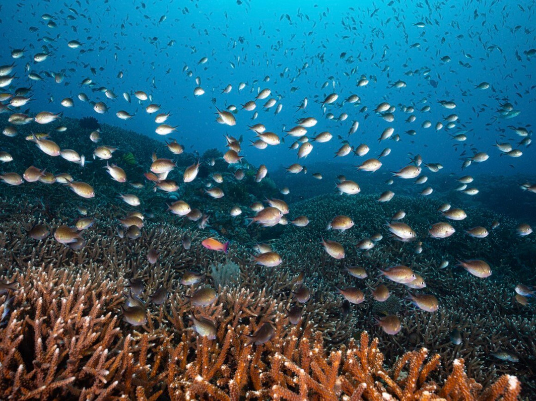 Siren Diving Lembongan-蓝梦岛必去景点