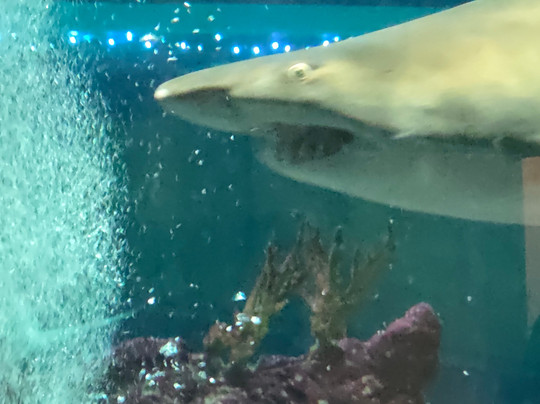 OdySea Aquarium-斯科茨代尔必去景点