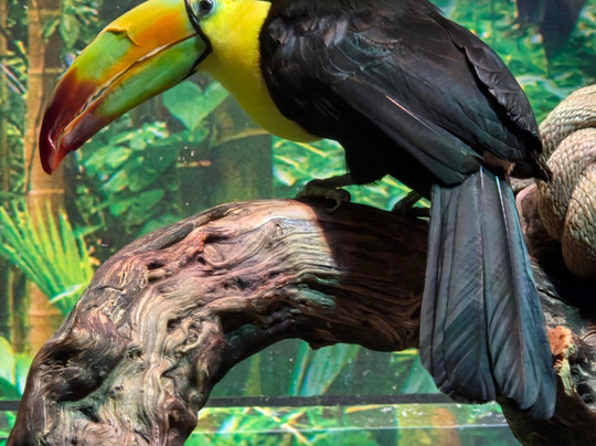 OdySea Aquarium-斯科茨代尔必去景点