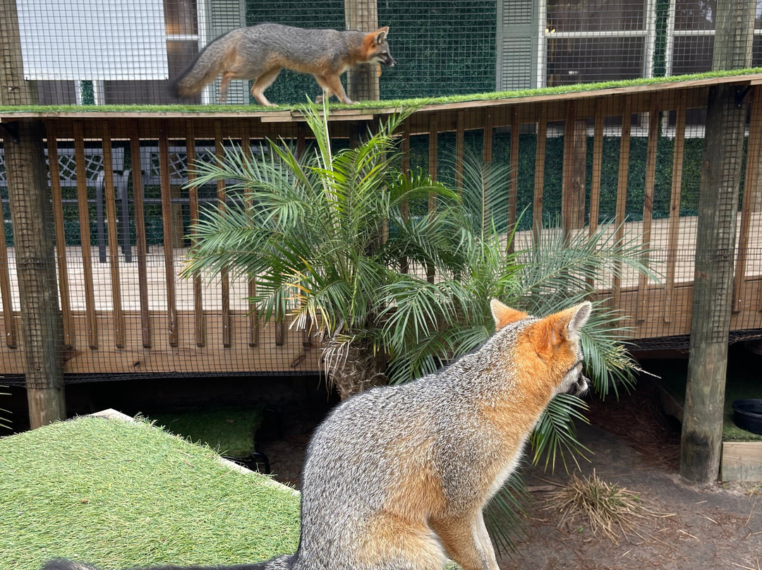 North Florida Wildlife Center-Lamont必去景点