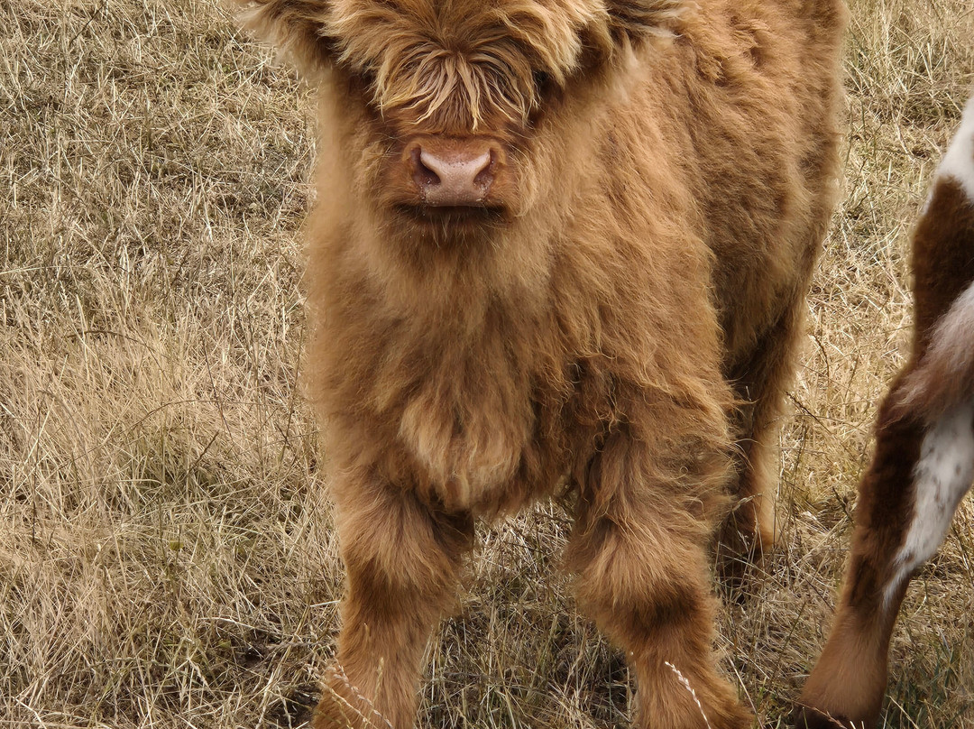 Lillico Farm-Devonport必去景点