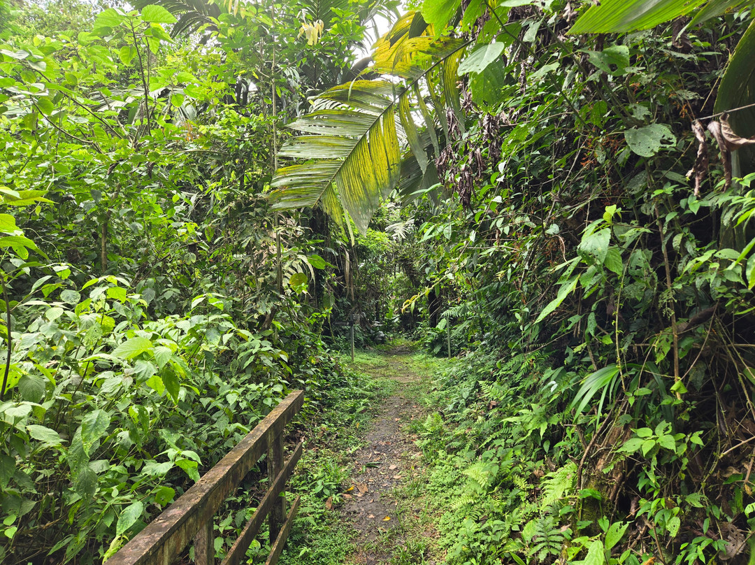Veragua Rainforest Park-利蒙港必去景点