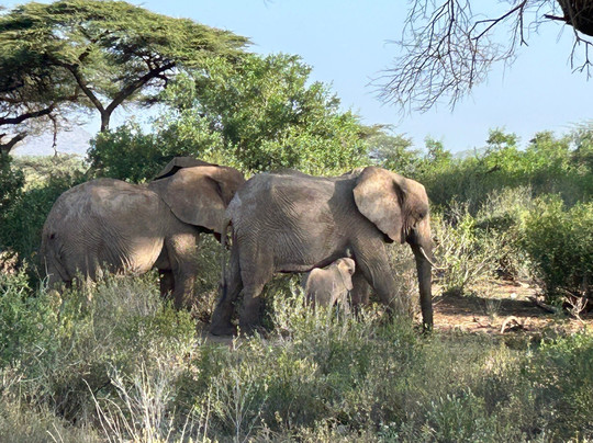 Rhino Safaris-内罗毕必去景点