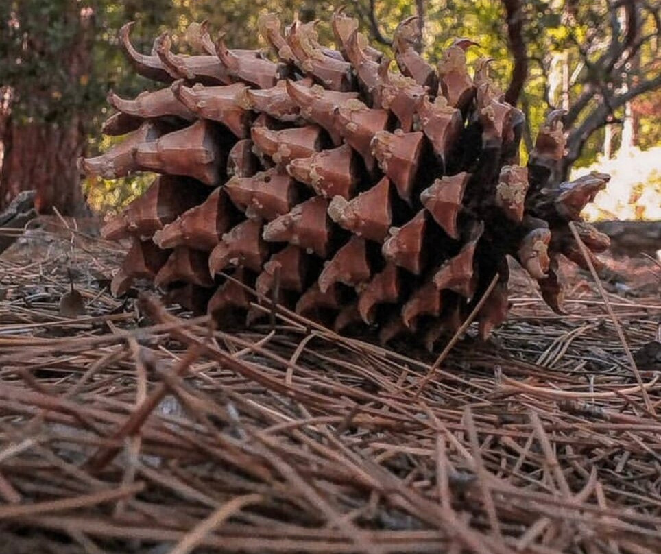 Lake Fulmor-Idyllwild必去景点