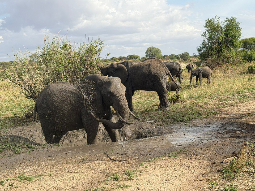 Meru Slopes Tours & Safaris-阿鲁沙必去景点