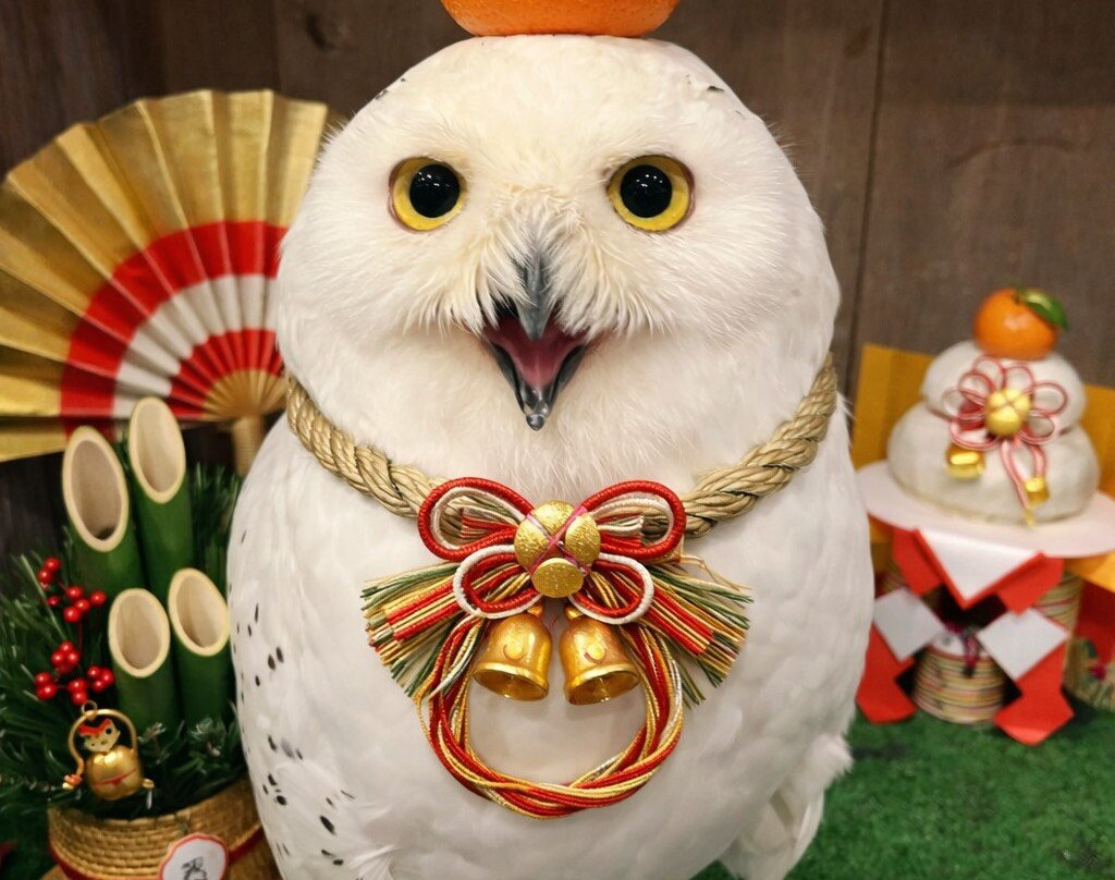 猫头鹰咖啡馆-涩谷区必去景点