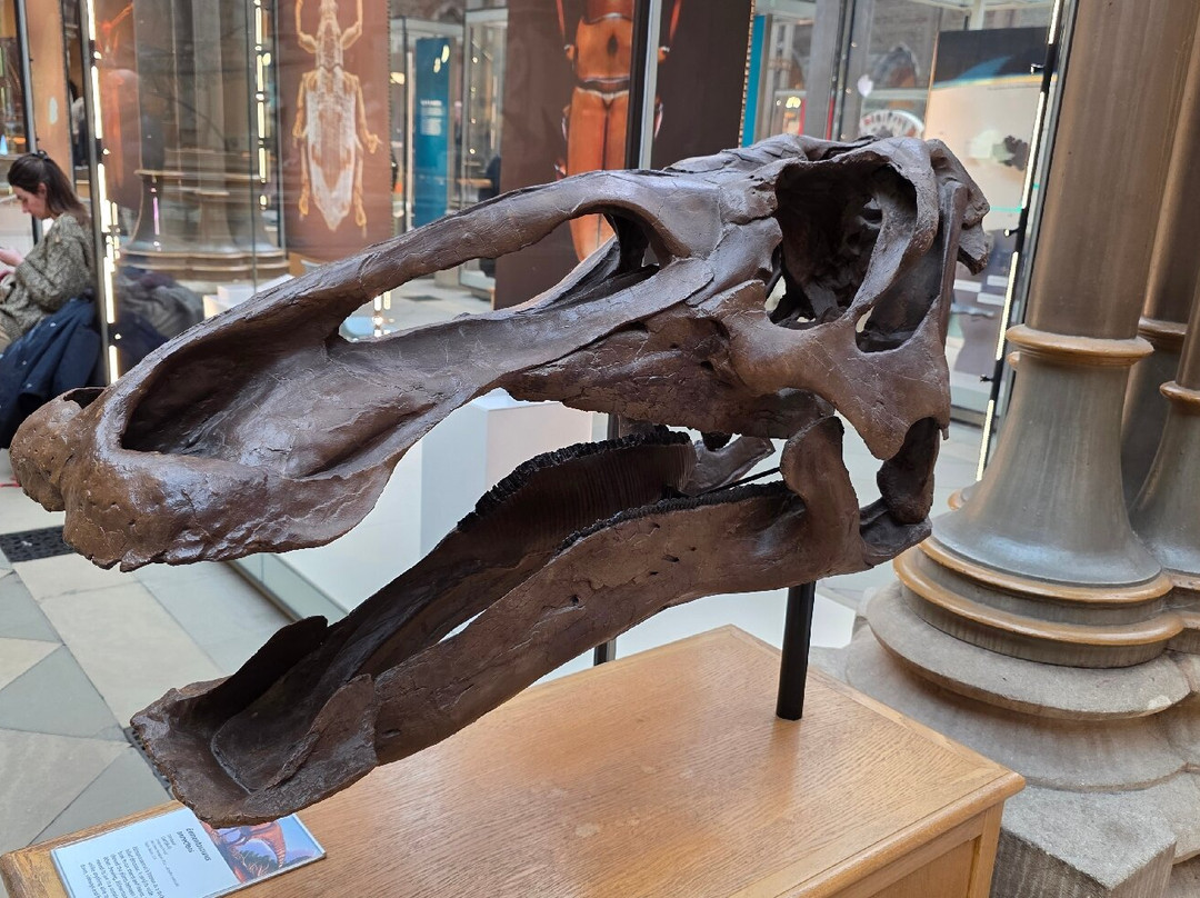 牛津大学自然历史博物馆-牛津必去景点