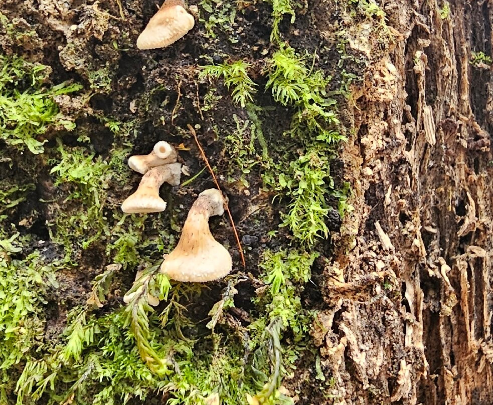 Rogitama Biodiversidad-Arcabuco必去景点