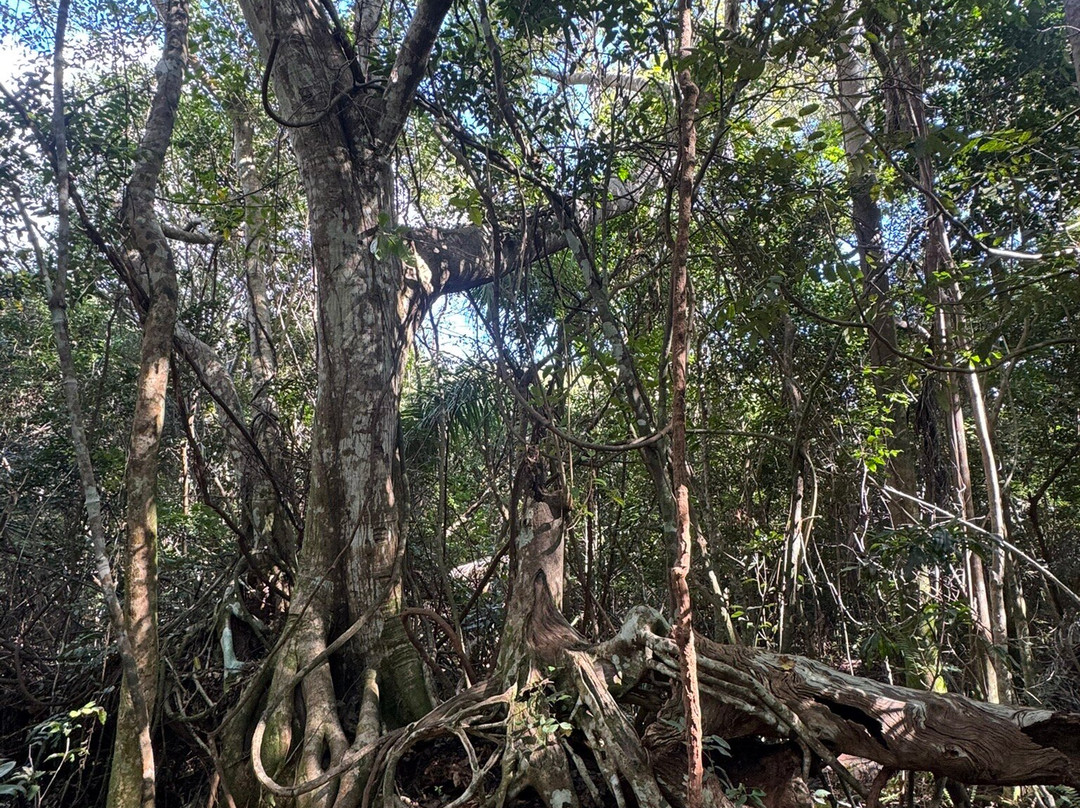 Gumbo Limbo Trail-大沼泽国家公园必去景点