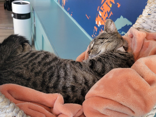 Purrfect Day Cafe Covington-卡温顿必去景点