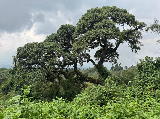 Rwanda Gorilla Trek - Day Tours-Huye必去景点