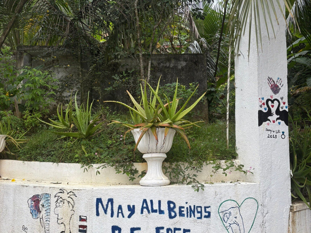 Elephant Freedom Project-凯格勒 必去景点