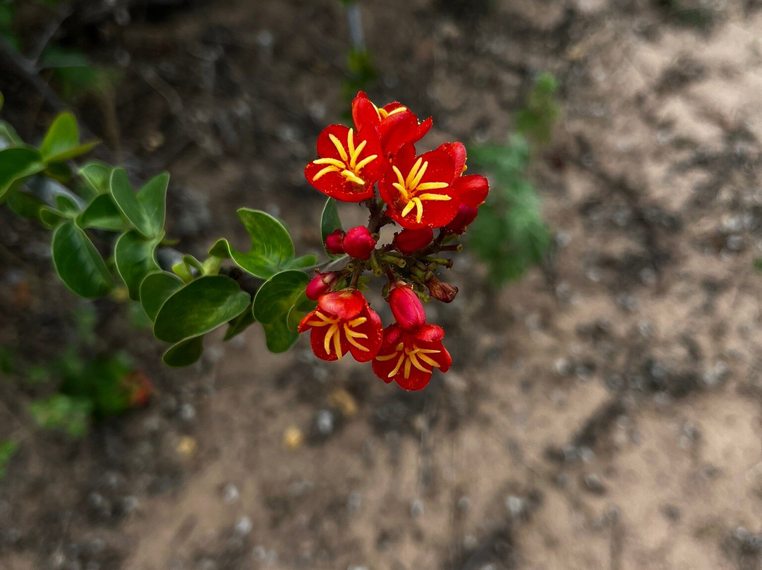 Parque Nacional do Catimbaú-Buique必去景点