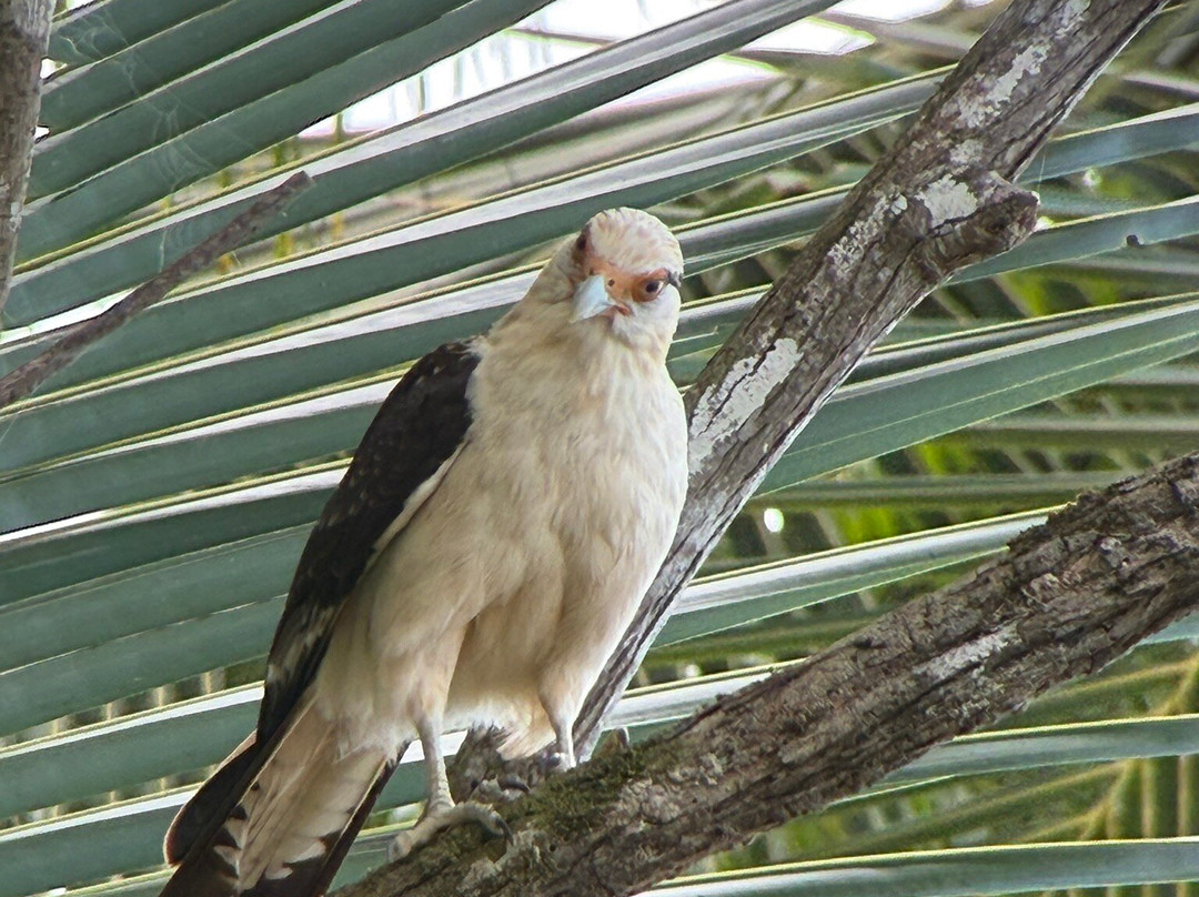 Osa Green Travel-希门尼斯港必去景点