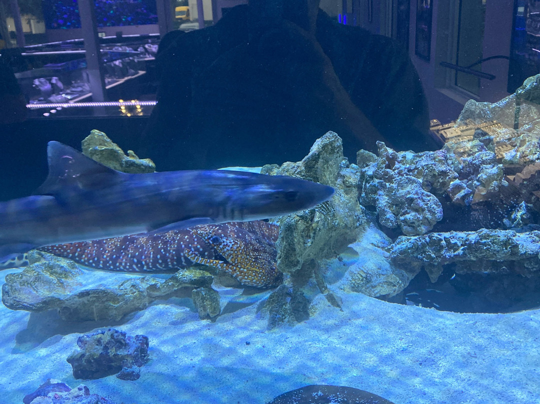 Boca Aquarium-博卡拉顿必去景点