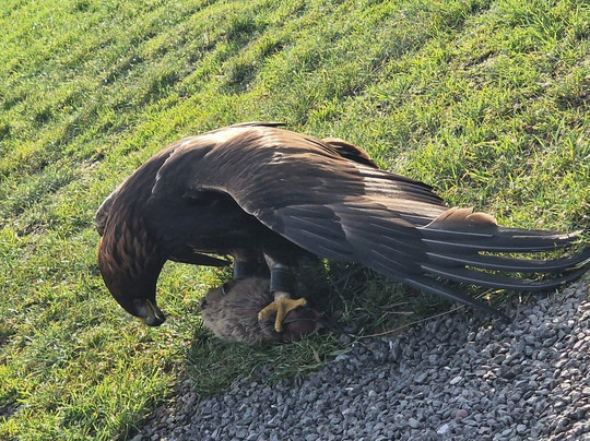 Gauntlet Birds Of Prey-纳茨福德必去景点