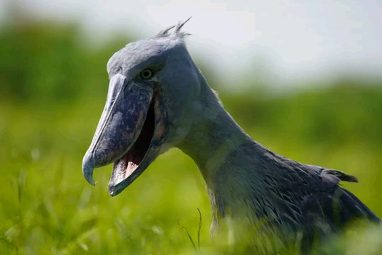 Mabamba Shoebill-恩德培必去景点