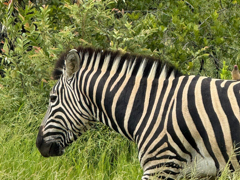 Paw Safaris-霍德斯普鲁特必去景点