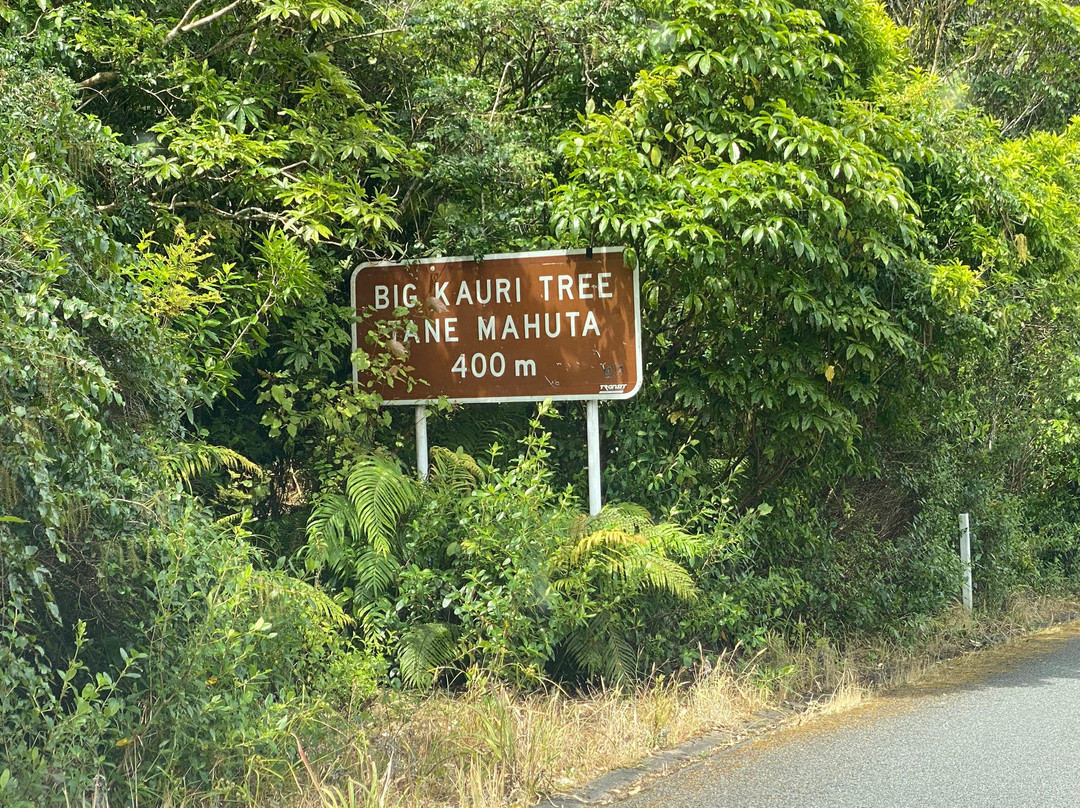 Tane Mahuta Walk-Opononi必去景点