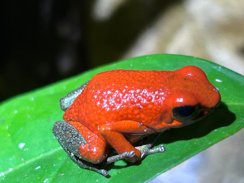 Santa Lucia Falls-乌维塔必去景点