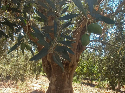 Bodega Atilio Avena-门多萨必去景点