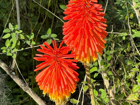 Kanapaha Botanical Gardens-盖恩斯维尔必去景点