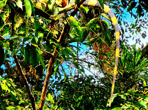 Tortuguero Canal-利蒙港必去景点