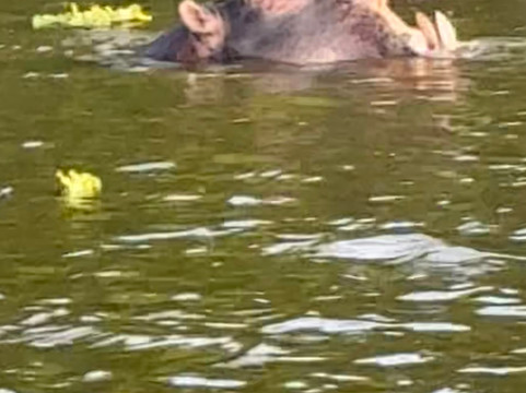 Monkey Adventures-坎帕拉必去景点