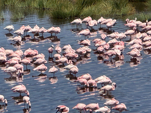 East Safari Tours-阿鲁沙必去景点