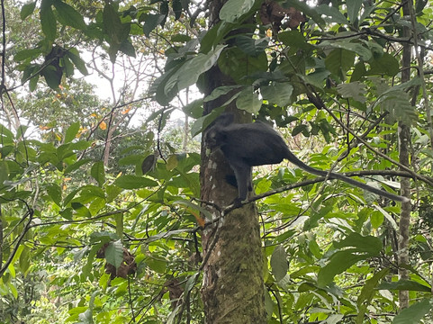 Trekking Orangutan Sumatra-武吉拉旺必去景点