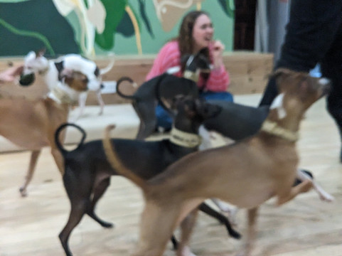 CuddlePups-芝加哥必去景点