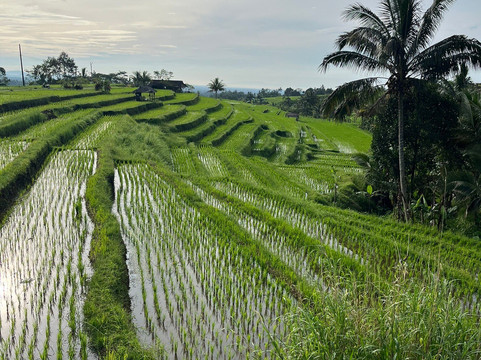 Jatiluwih Cycling & E-bike Tours With Bali By Pedals-达巴南必去景点