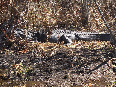 Airboat and Gator Charters-De Leon Springs必去景点