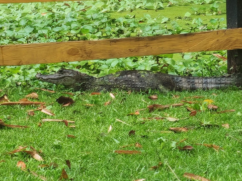 Cacao Trails Culture Tour-Hone Creek必去景点