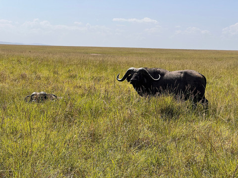 Perfect Safaris Africa-内罗毕必去景点